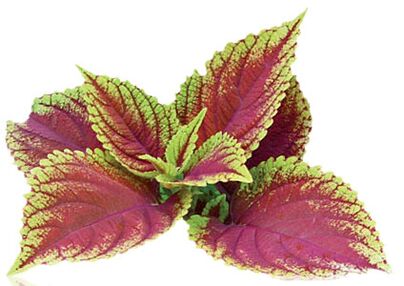 coleus forskolia როგორც Reduslim